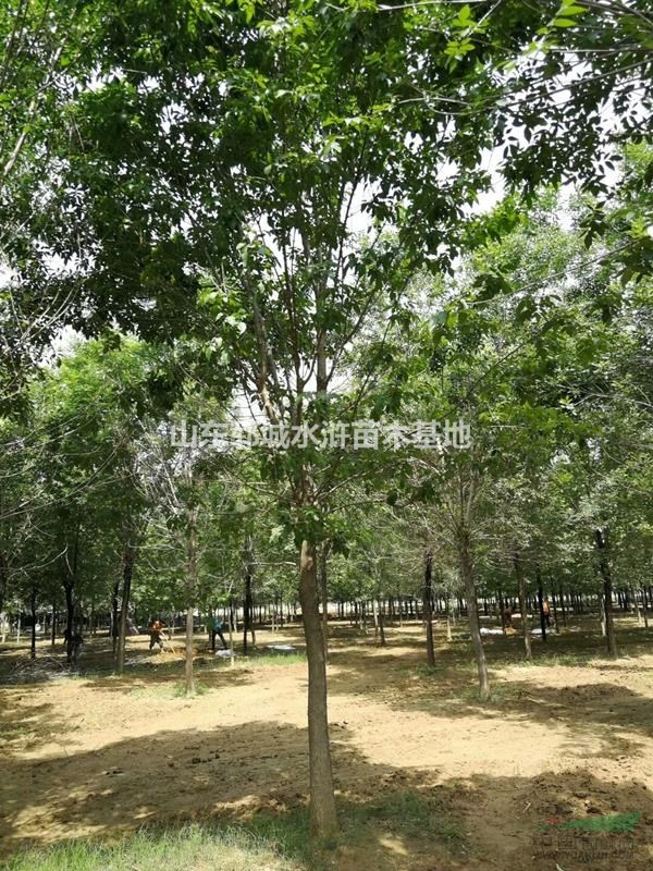大量出售16公分優(yōu)質(zhì)老白蠟16公分老白蠟價(jià)格