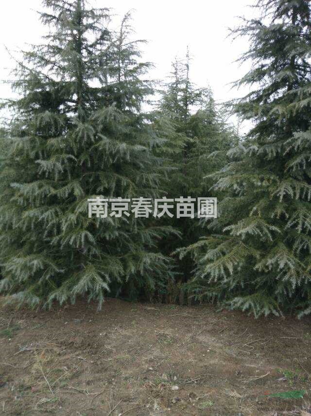 雪松批發(fā) 南京雪松價格 雪松樹苗價格 5米高的雪松多少錢一棵