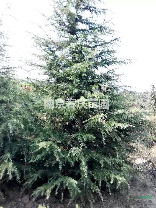 雪松批發(fā) 南京雪松價格 雪松樹苗價格 5米高的雪松多少錢一棵