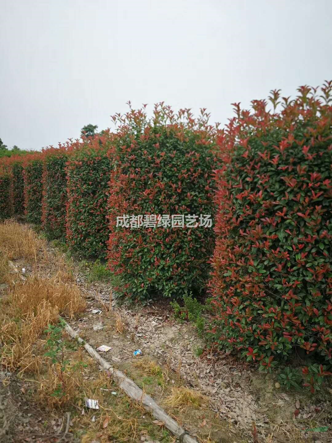 销售红叶石楠柱子