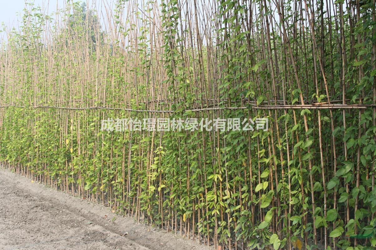 1米-2米油麻藤種植基地   1-2米油麻藤最新報價