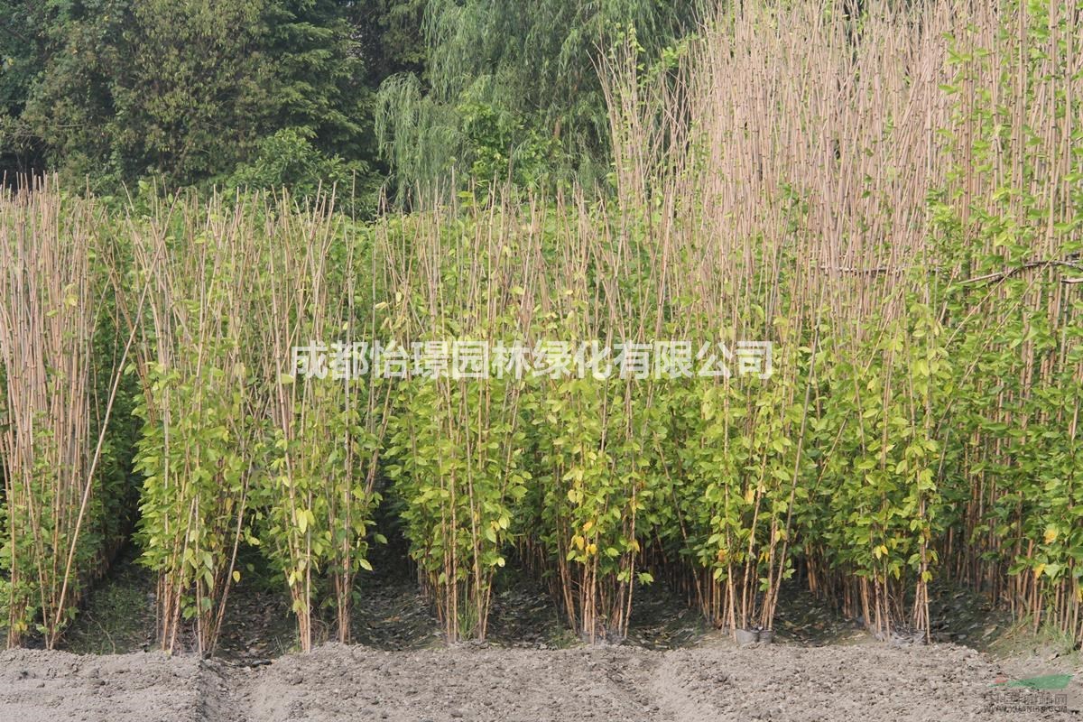1米-2米油麻藤種植基地   1-2米油麻藤最新報價