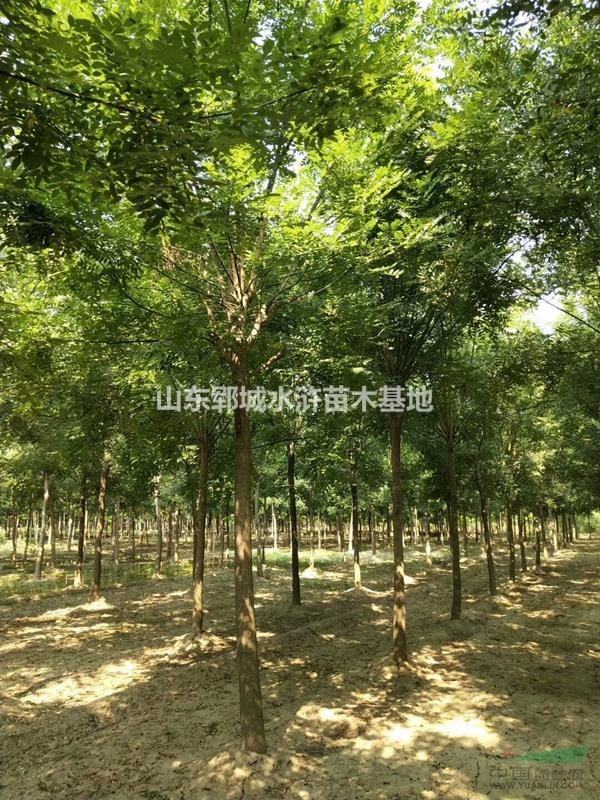 國槐基地12公分國槐樹價格報價目前12公分國槐樹價格