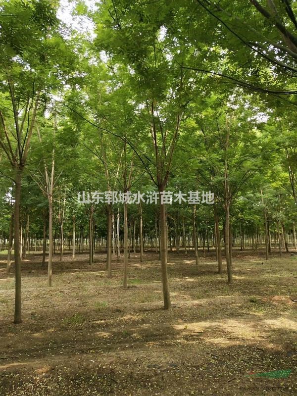 國槐基地12公分國槐樹價格報價目前12公分國槐樹價格