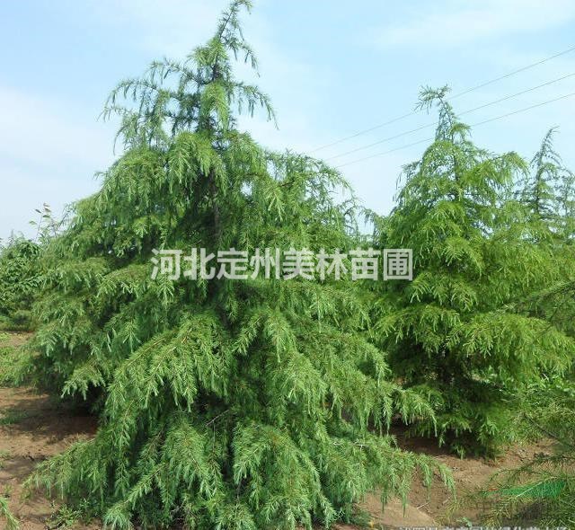 未来几年雪松价格行情如何？