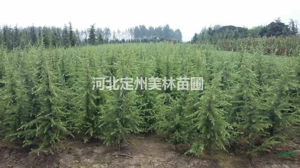 未来几年雪松价格行情如何？