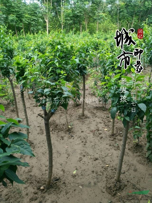 河南，鄢陵，嫁接臘梅(高桿，低接)3一5公分