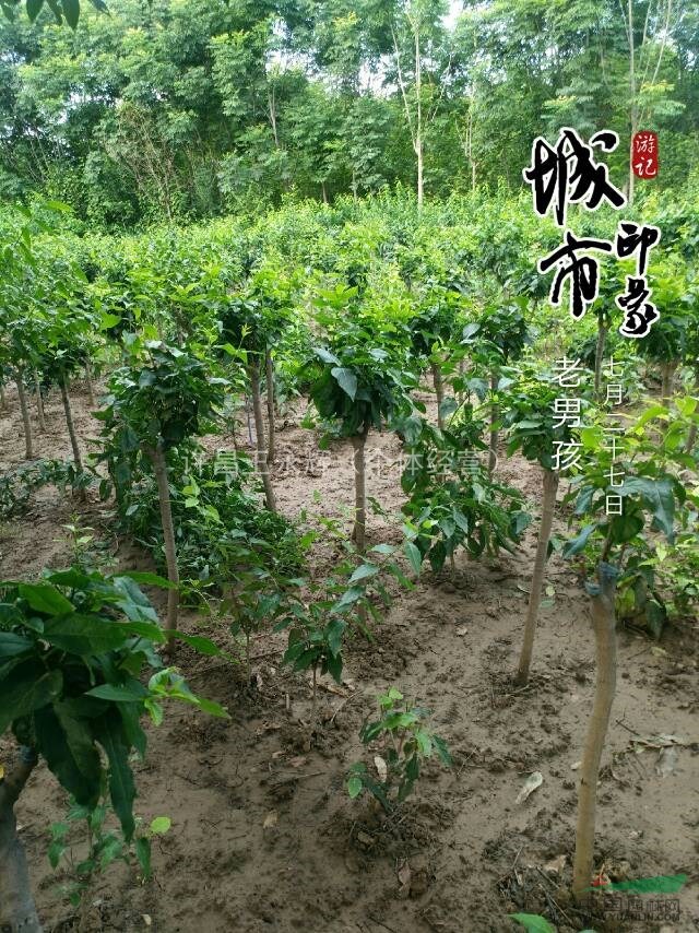 河南，鄢陵，嫁接臘梅(高桿，低接)3一5公分