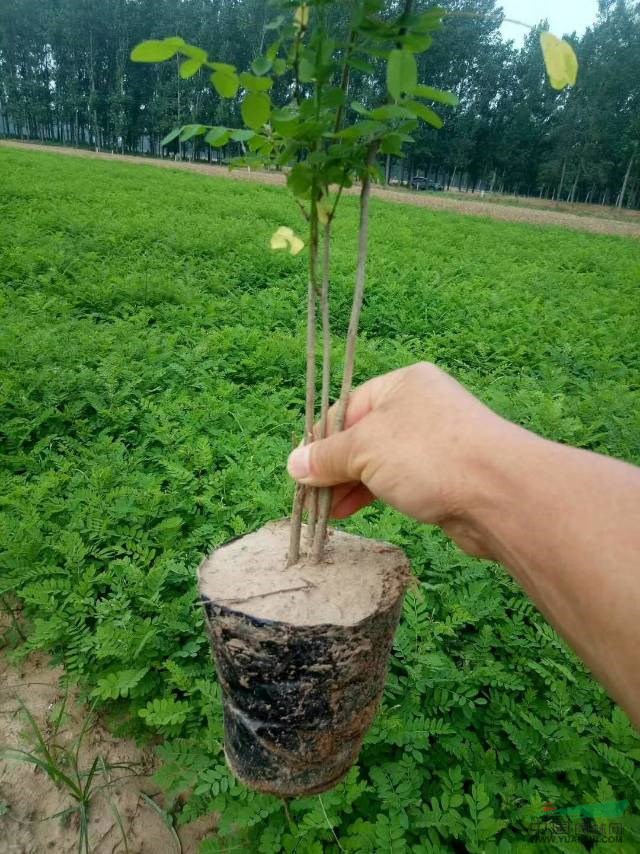 商丘紫穗槐基地  商丘紫穗槐護坡 低價紫穗槐