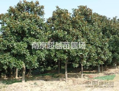江蘇~南京廣玉蘭價格小廣玉蘭價格行情