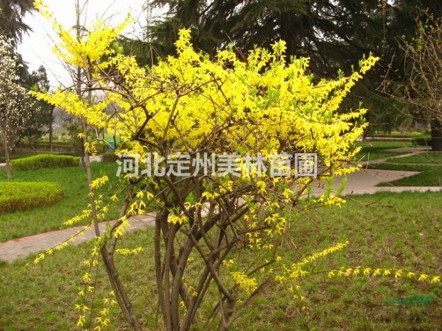 河北定州明远苗圃场的迎春和连翘如何区分？