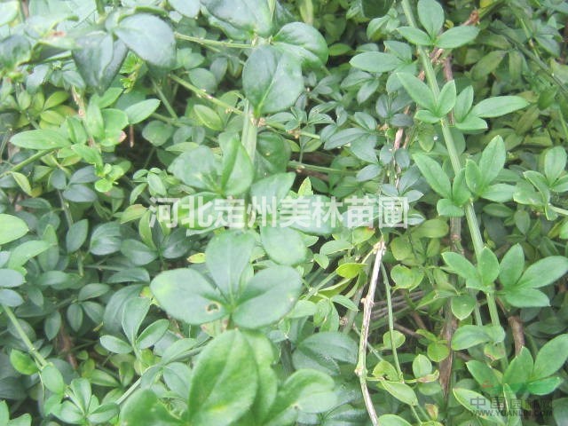 河北定州明远苗圃场的迎春和连翘如何区分？