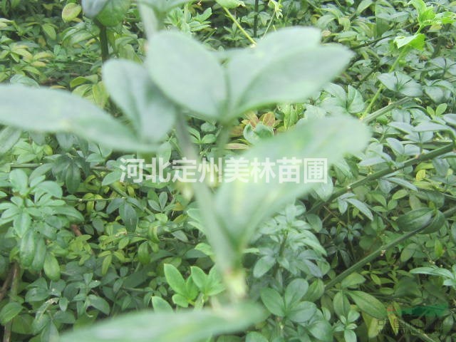 河北定州明远苗圃场的迎春和连翘如何区分？