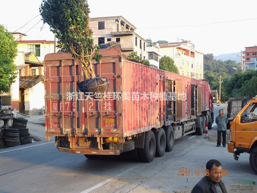 茶花基地 福建茶花基地 福建泉州永春縣茶花工程苗木批發(fā)價(jià)格