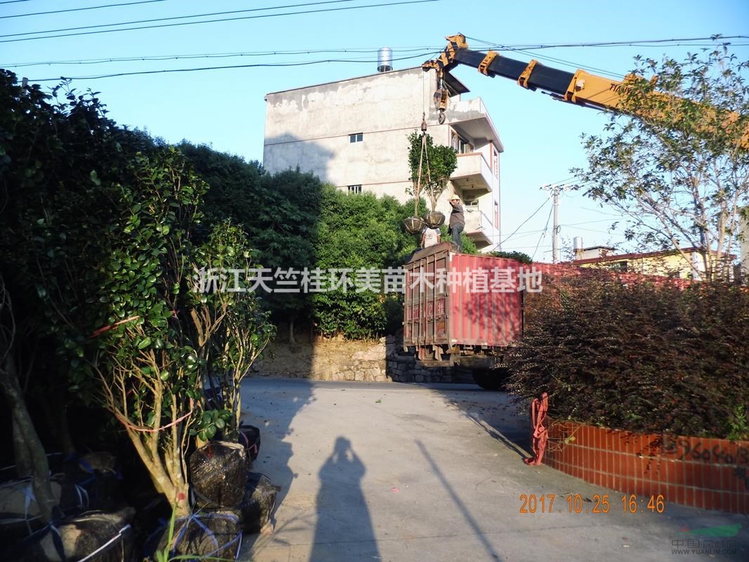福建茶花行情 福州茶花基地 2018南平茶花最新價(jià)格