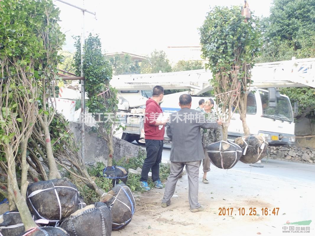福建茶花行情 福州茶花基地 2018南平茶花最新價(jià)格