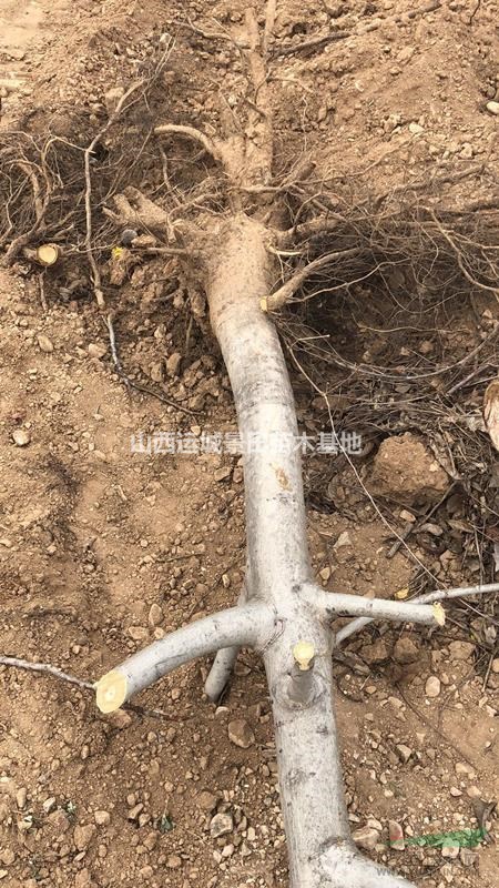 10公分核桃樹·10公分占地核桃樹·10公分占地核桃樹多少錢
