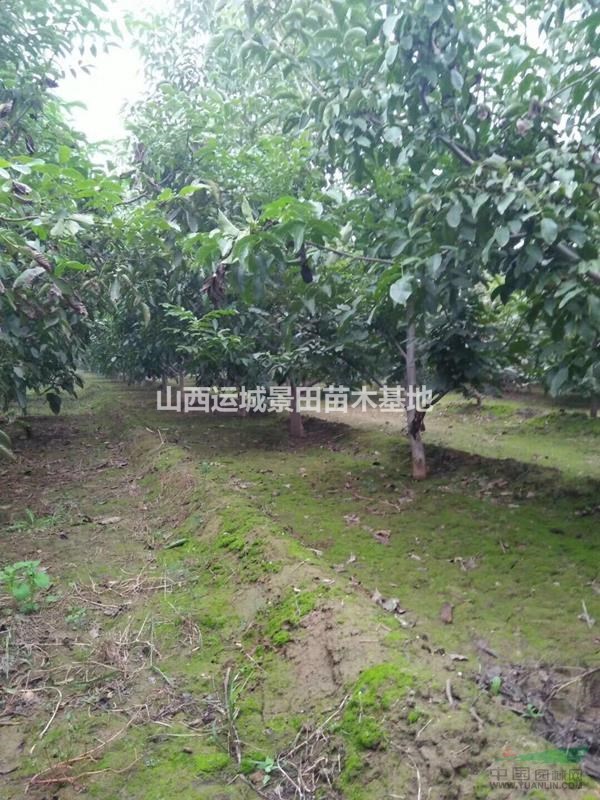 10公分核桃樹·10公分占地核桃樹·10公分占地核桃樹多少錢