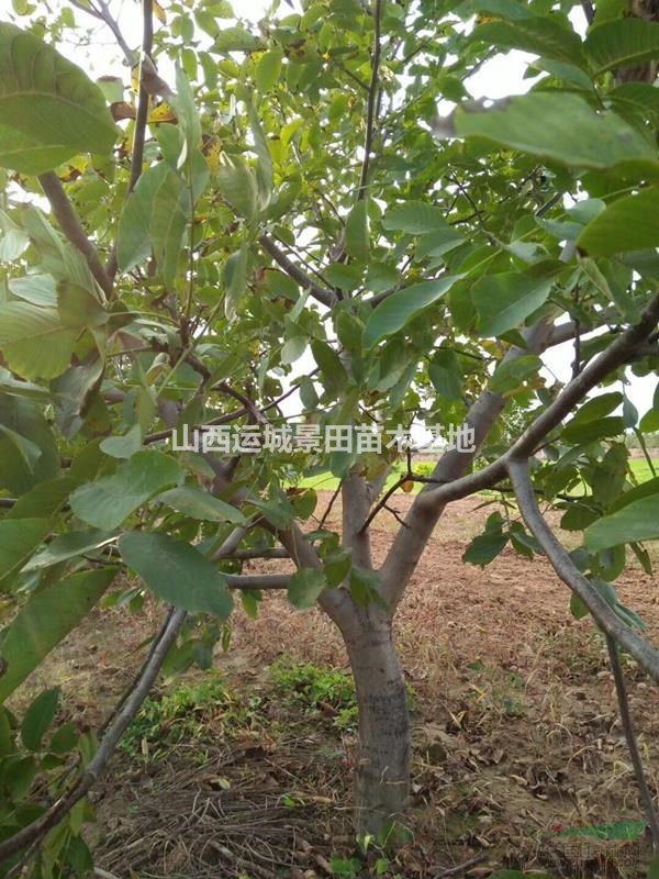 10公分核桃樹·10公分占地核桃樹·10公分占地核桃樹多少錢