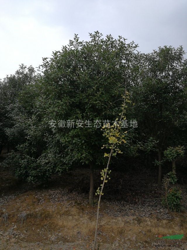 高桿紅葉石楠