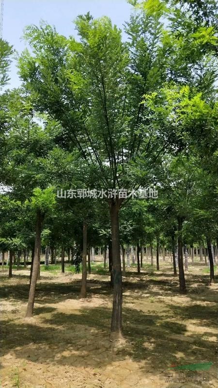 山東16公分國(guó)槐樹價(jià)格苗圃專業(yè)出售各種規(guī)格各種型號(hào)的國(guó)槐樹