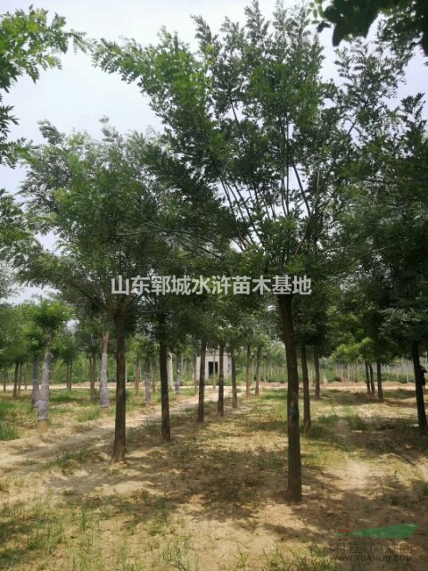 山東16公分國(guó)槐樹價(jià)格苗圃專業(yè)出售各種規(guī)格各種型號(hào)的國(guó)槐樹