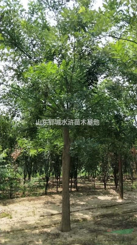 移栽國槐樹30公分國槐樹價格30公分移栽發(fā)帽國槐樹價格