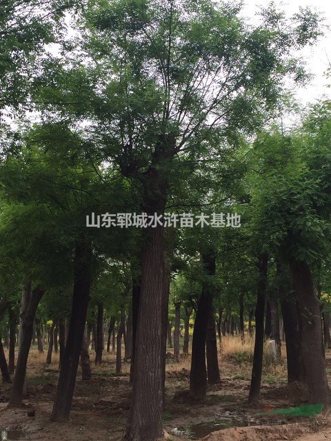移栽國槐樹30公分國槐樹價格30公分移栽發(fā)帽國槐樹價格