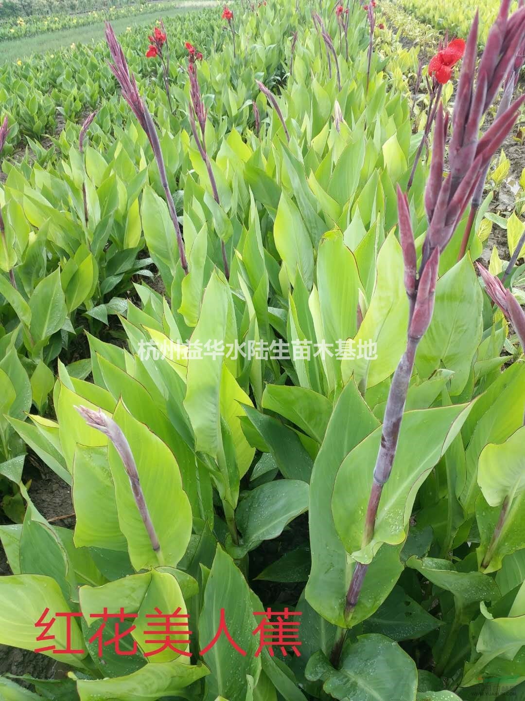 紅花美人蕉