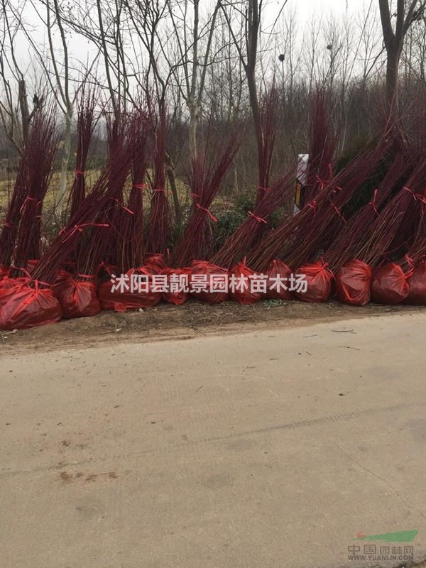 红梗木80公分高价格,红梗木3分支裸根苗,红梗木介绍/图片