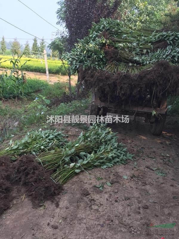 红梗木80公分高价格,红梗木3分支裸根苗,红梗木介绍/图片