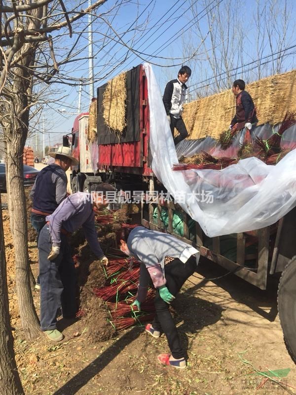 红梗木80公分高价格,红梗木3分支裸根苗,红梗木介绍/图片