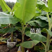 江蘇芭蕉盆大350Mm數(shù)量3000盆 介紹/特征/用途