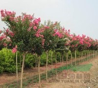 江苏沭阳基地。美国紫薇、红火箭紫薇、红火球紫薇、红叶紫薇