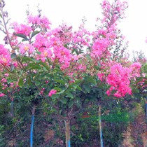 江蘇沭陽基地。美國紫薇、紅火箭紫薇、紅火球紫薇、紅葉紫薇