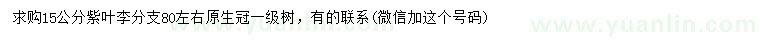 求購15公分紫葉李