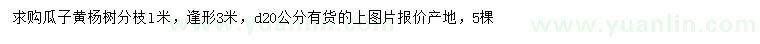 求購地徑20公分瓜子黃楊