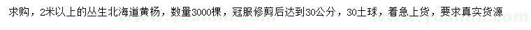 求購2米以上叢生北海道黃楊