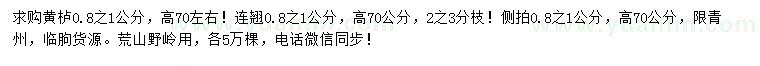求購黃櫨、連翹、側(cè)柏