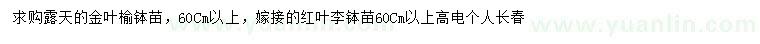 求購60公分以上金葉榆、紅葉李