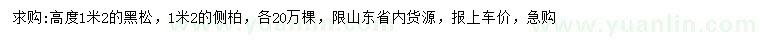 求購(gòu)高1.2米黑松、側(cè)柏