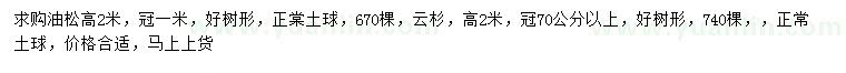 求購高2米油松、云杉