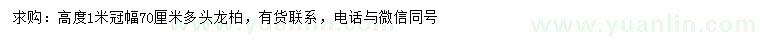 求購高1米龍柏