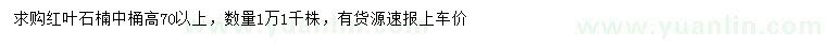 求購高70公分以上紅葉石楠