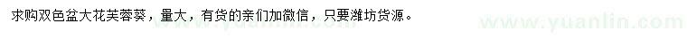 求購雙色盆大花芙蓉葵