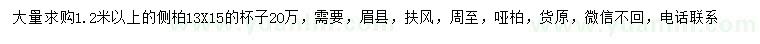 求購1.2米以上側(cè)柏