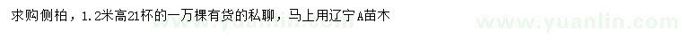 求購高1.2米側(cè)柏