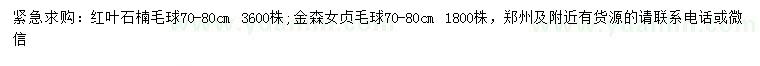 求購70-80公分紅葉石楠毛球、金森女貞毛球