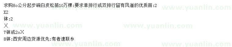 求購80公分起步白皮松苗