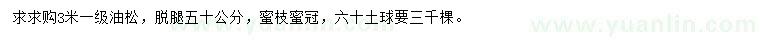 求購3米油松